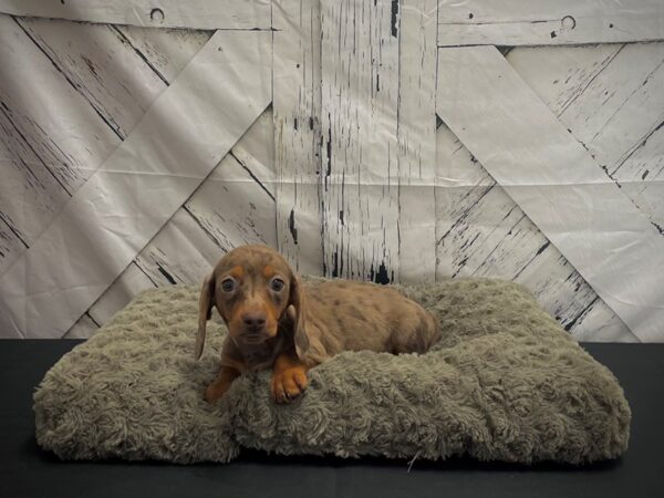Dachshund-DOG-Female-Chocolate / Tan-25173-Petland Scottsdale, Arizona