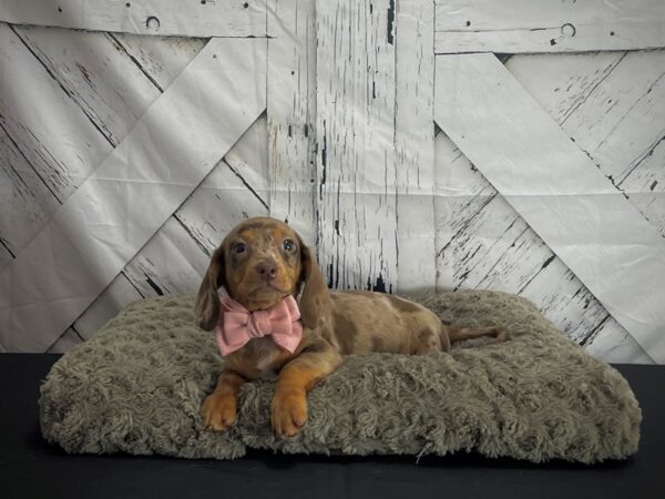 Dachshund-DOG-Male-Chocolate / Tan-25174-Petland Scottsdale, Arizona