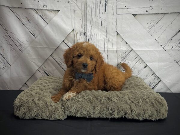 F1B Mini Goldendoodle-DOG-Male-Red-25180-Petland Scottsdale, Arizona