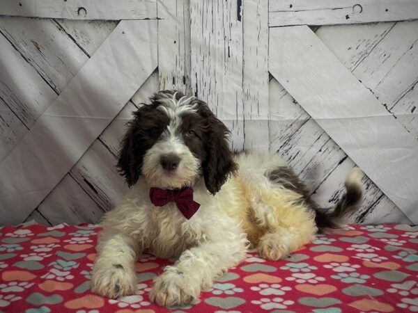 F1B Newfypoo-DOG-Male-White / Chocolate-25181-Petland Scottsdale, Arizona
