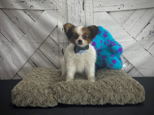 Papillon-Dog-Male-White and Red-25169-Petland Scottsdale, Arizona