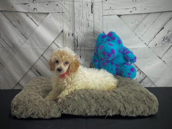 Poodle-DOG-Female-Apricot-25175-Petland Scottsdale, Arizona
