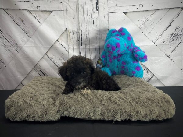 Poodle/Yorkshire Terrier-DOG-Female-Red Sable-25183-Petland Scottsdale, Arizona