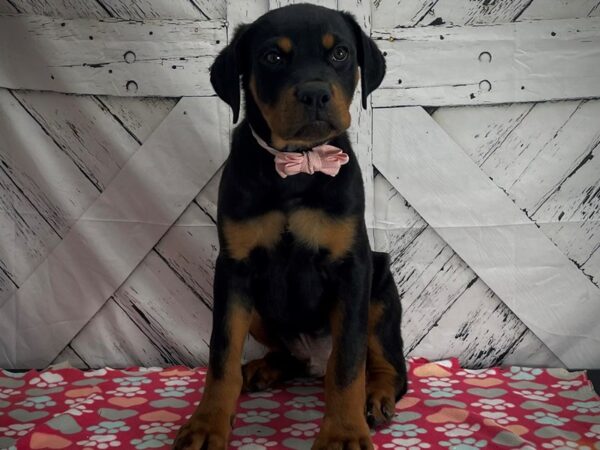 Rottweiler-DOG-Male-Black and Mahogany-25167-Petland Scottsdale, Arizona