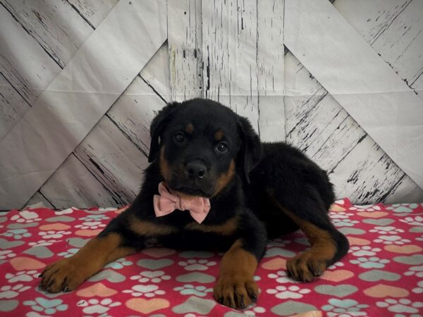 Rottweiler-DOG-Male-Black / Mahogany-25176-Petland Scottsdale, Arizona