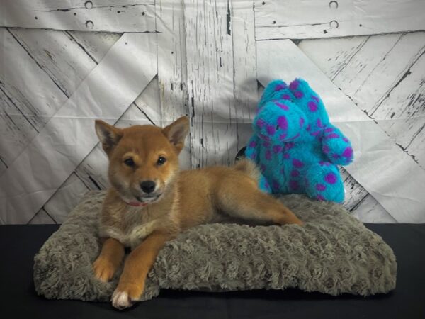 Shiba Inu-DOG-Female-Red-25168-Petland Scottsdale, Arizona