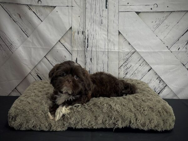 Shih Tzu-DOG-Female-Chocolate-25177-Petland Scottsdale, Arizona