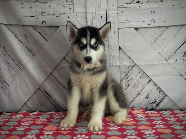 Siberian Husky-DOG-Male-Black-25178-Petland Scottsdale, Arizona