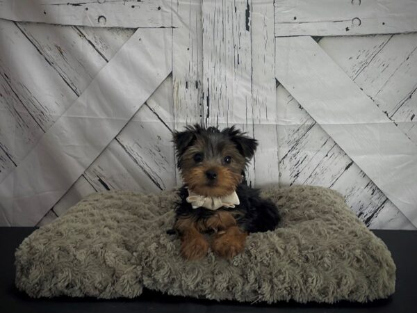 Yorkshire Terrier-DOG-Male-Black / Tan-25179-Petland Scottsdale, Arizona