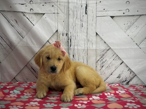 Golden Retriever-DOG-Female-Golden-25194-Petland Scottsdale, Arizona