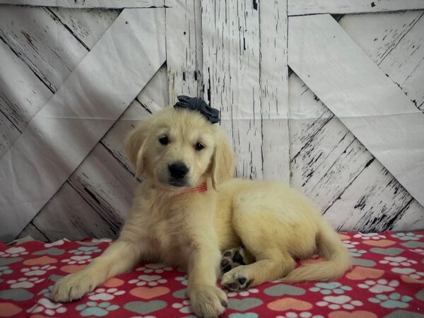 Golden Retriever-DOG-Female-Golden-25193-Petland Scottsdale, Arizona