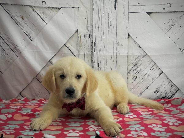 Golden Retriever-DOG-Male-Golden-25192-Petland Scottsdale, Arizona