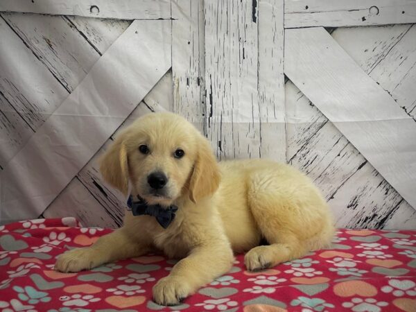 Golden Retriever-DOG-Male-Golden-25191-Petland Scottsdale, Arizona