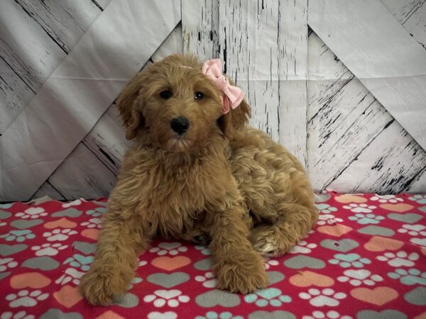 F1B Goldendoodle-DOG-Female-Golden-25190-Petland Scottsdale, Arizona