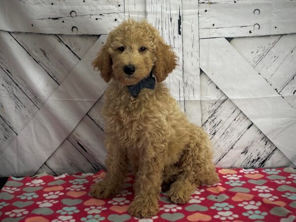 F1B Goldendoodle-DOG-Male-Golden-25189-Petland Scottsdale, Arizona