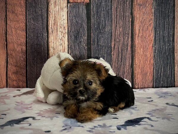 F1B Morkie-DOG-Female-Black / Tan-25226-Petland Scottsdale, Arizona