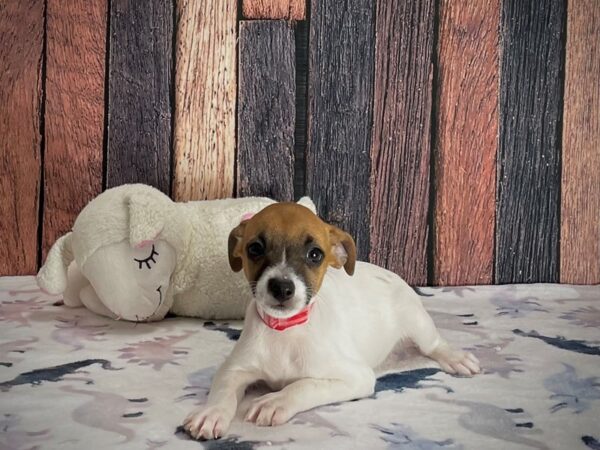 Jack Russell Terrier-DOG-Female-White / Red-25224-Petland Scottsdale, Arizona