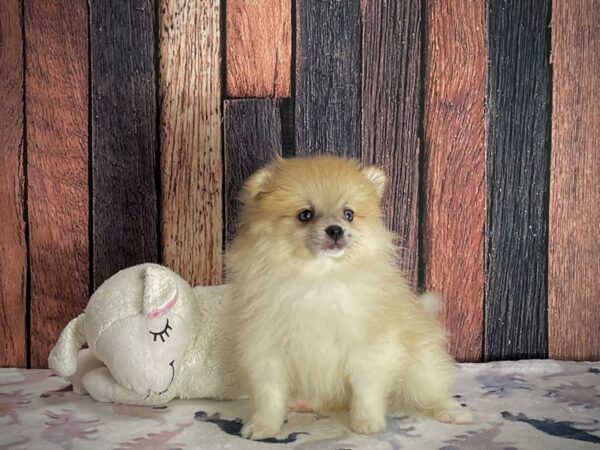 Pomeranian-DOG-Female-Red Merle-25222-Petland Scottsdale, Arizona