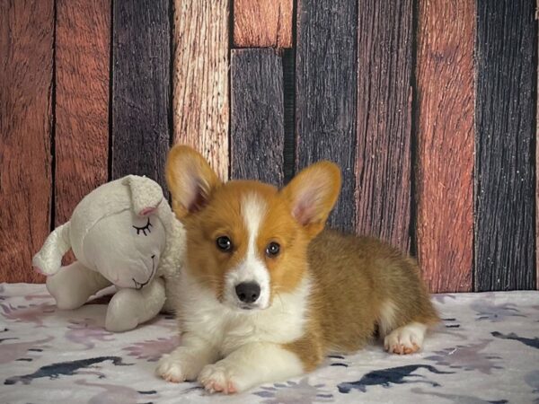 Pembroke Welsh Corgi-DOG-Male-Sable / White-25221-Petland Scottsdale, Arizona