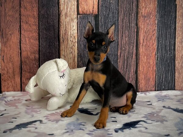 Miniature Pinscher-DOG-Male-Black / Tan-25220-Petland Scottsdale, Arizona