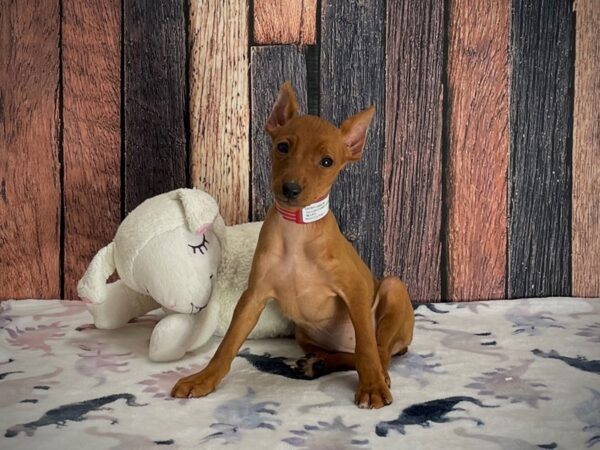 Miniature Pinscher-DOG-Female-Red-25219-Petland Scottsdale, Arizona