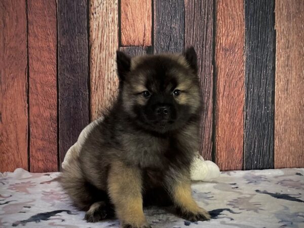 Keeshond-DOG-Male-Silver / Black-25218-Petland Scottsdale, Arizona