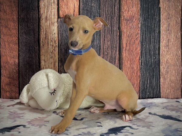 Italian Greyhound-DOG-Male-Blue Fawn-25217-Petland Scottsdale, Arizona