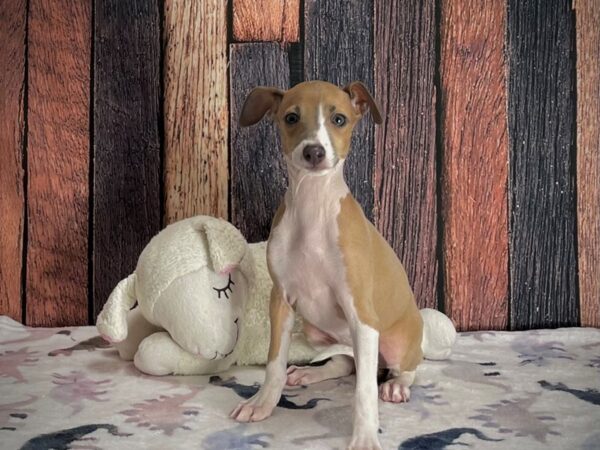 Italian Greyhound-DOG-Female-Blue Fawn-25216-Petland Scottsdale, Arizona