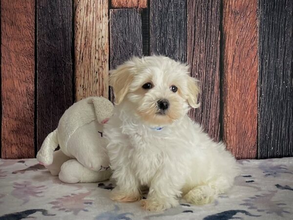 Havanese-Dog-Male-White-25215-Petland Scottsdale, Arizona