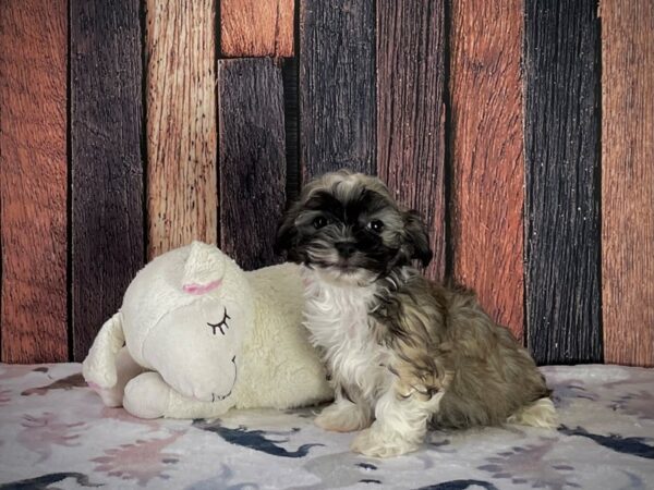 Havanese-DOG-Female-Gold-25214-Petland Scottsdale, Arizona