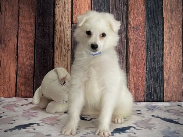 American Eskimo Dog-DOG-Male-White-25210-Petland Scottsdale, Arizona