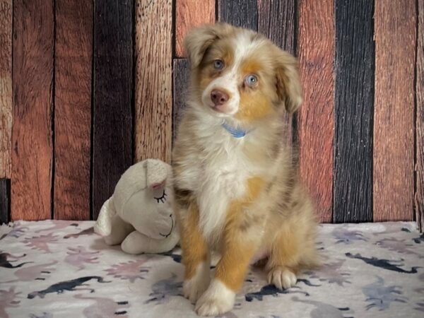 Miniature Australian Shepherd-Dog-Male-Red Merle-25211-Petland Scottsdale, Arizona