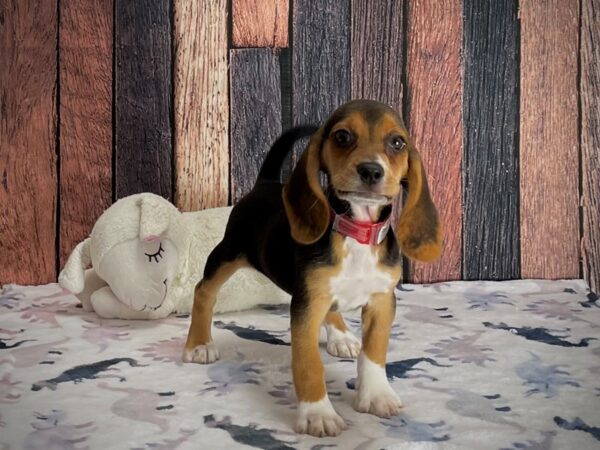 Beagle-DOG-Female-Black Tan and White-25208-Petland Scottsdale, Arizona