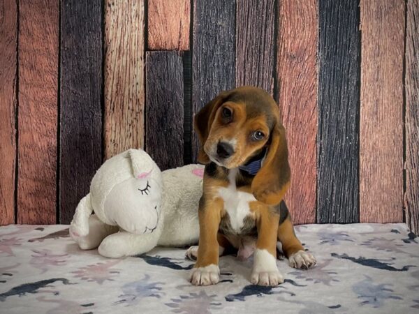 Beagle-DOG-Male-Black Tan and White-25209-Petland Scottsdale, Arizona