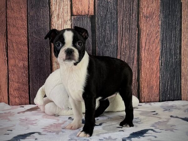 Boston Terrier-Dog-Female-Black-25212-Petland Scottsdale, Arizona