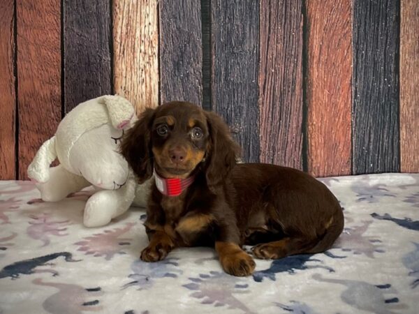 Dachshund-DOG-Female-Chocolate / Tan-25213-Petland Scottsdale, Arizona