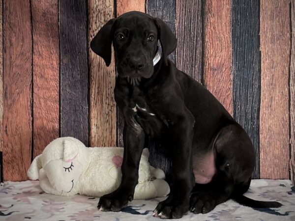 Great Dane-DOG-Male-Black-25206-Petland Scottsdale, Arizona