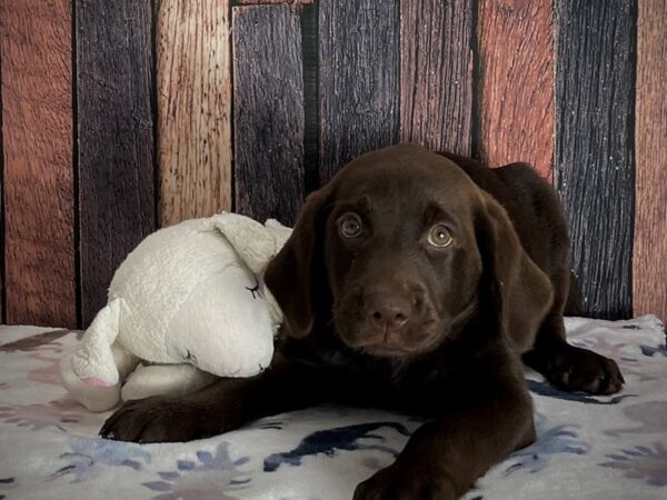 Labrador Retriever-DOG-Female-Chocolate-25204-Petland Scottsdale, Arizona