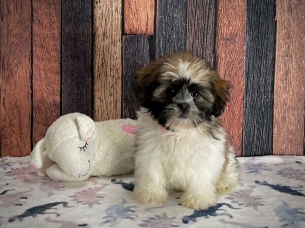 Lhasa Apso-DOG-Female-Red Gold-25205-Petland Scottsdale, Arizona