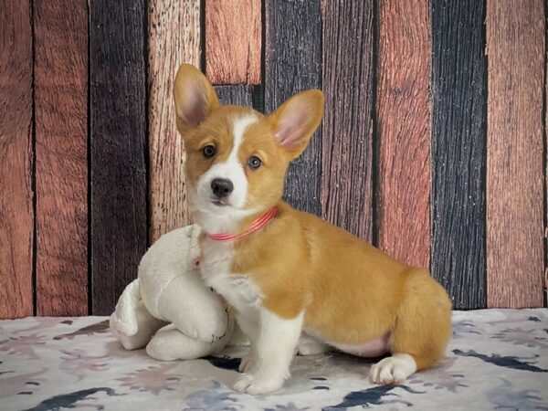Pembroke Welsh Corgi-DOG-Female-Red-25199-Petland Scottsdale, Arizona