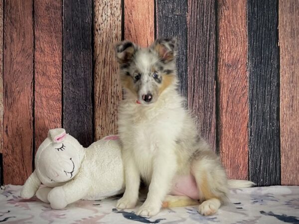 Shetland Sheepdog-DOG-Female-Blue Merle White and Tan-25200-Petland Scottsdale, Arizona