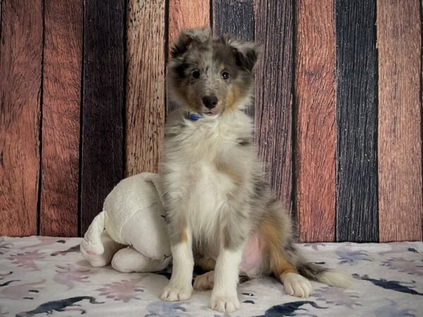 Shetland Sheepdog-Dog-Male-Blue Merle White and Tan-25201-Petland Scottsdale, Arizona