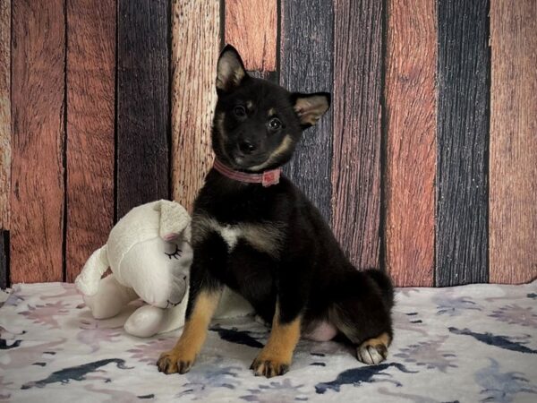 Shiba Inu-DOG-Female-Black and Tan-25202-Petland Scottsdale, Arizona