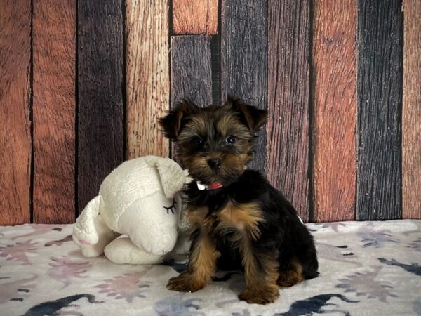 Yorkshire Terrier-Dog-Female-Black and Tan-25203-Petland Scottsdale, Arizona