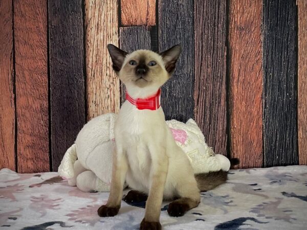 Siamese-CAT-Male-Seal Point-25223-Petland Scottsdale, Arizona
