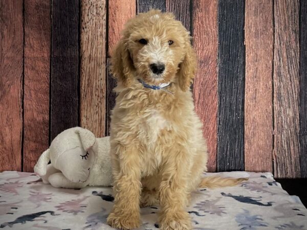 F1B Goldendoodle-DOG-Male-Golden-25230-Petland Scottsdale, Arizona