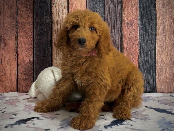 F1B Goldendoodle-DOG-Female-Golden-25229-Petland Scottsdale, Arizona