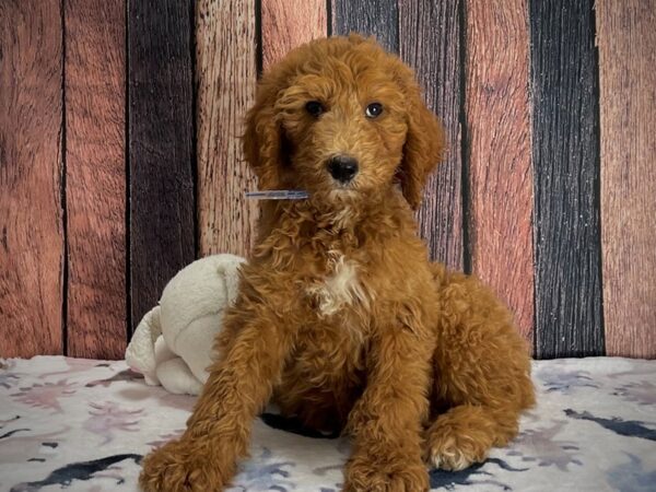 F1B Goldendoodle-DOG-Male-Golden-25228-Petland Scottsdale, Arizona