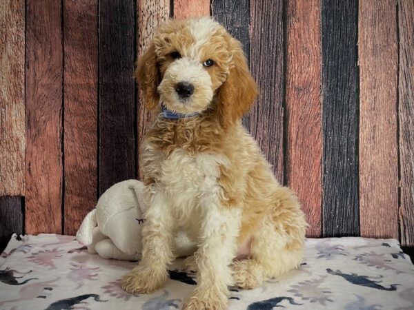 F1B Goldendoodle-DOG-Male-Golden-25227-Petland Scottsdale, Arizona