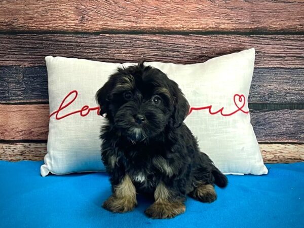 2nd Generation Morkie-DOG-Female-Black and Tan-25232-Petland Scottsdale, Arizona